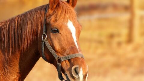 Pferd