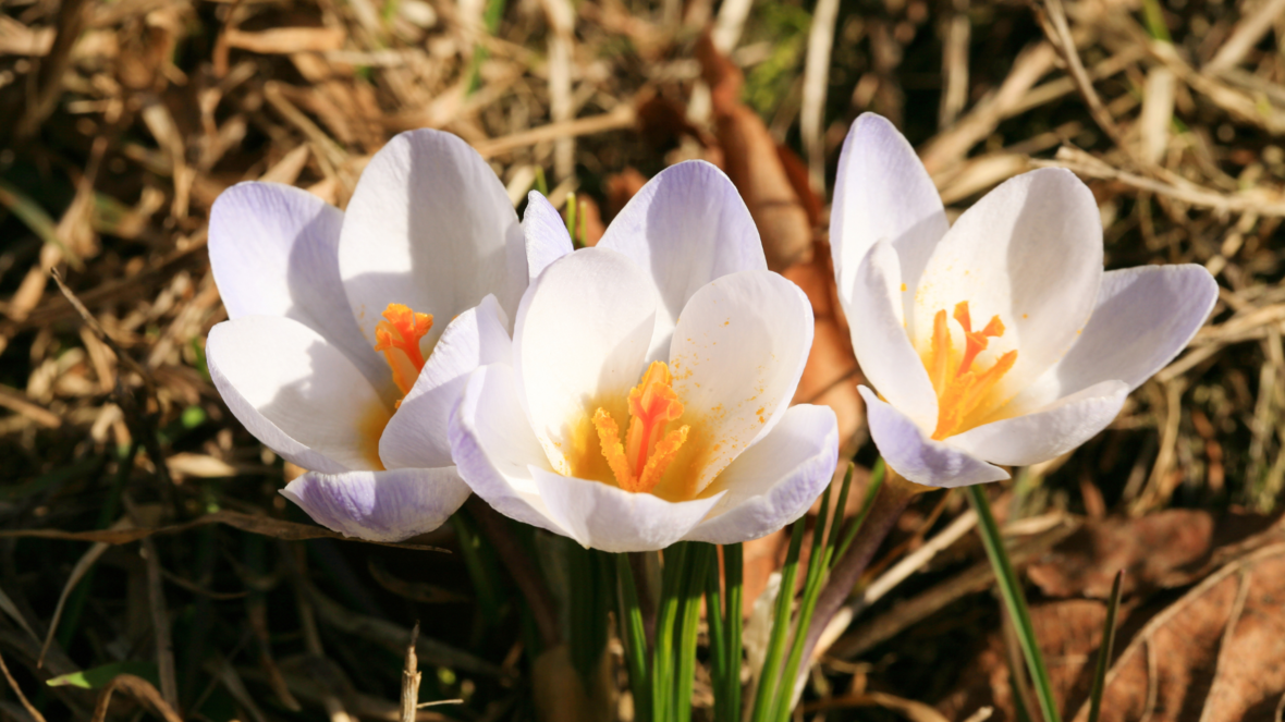 fruehjahrserwachen