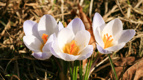 fruehjahrserwachen_copy_1