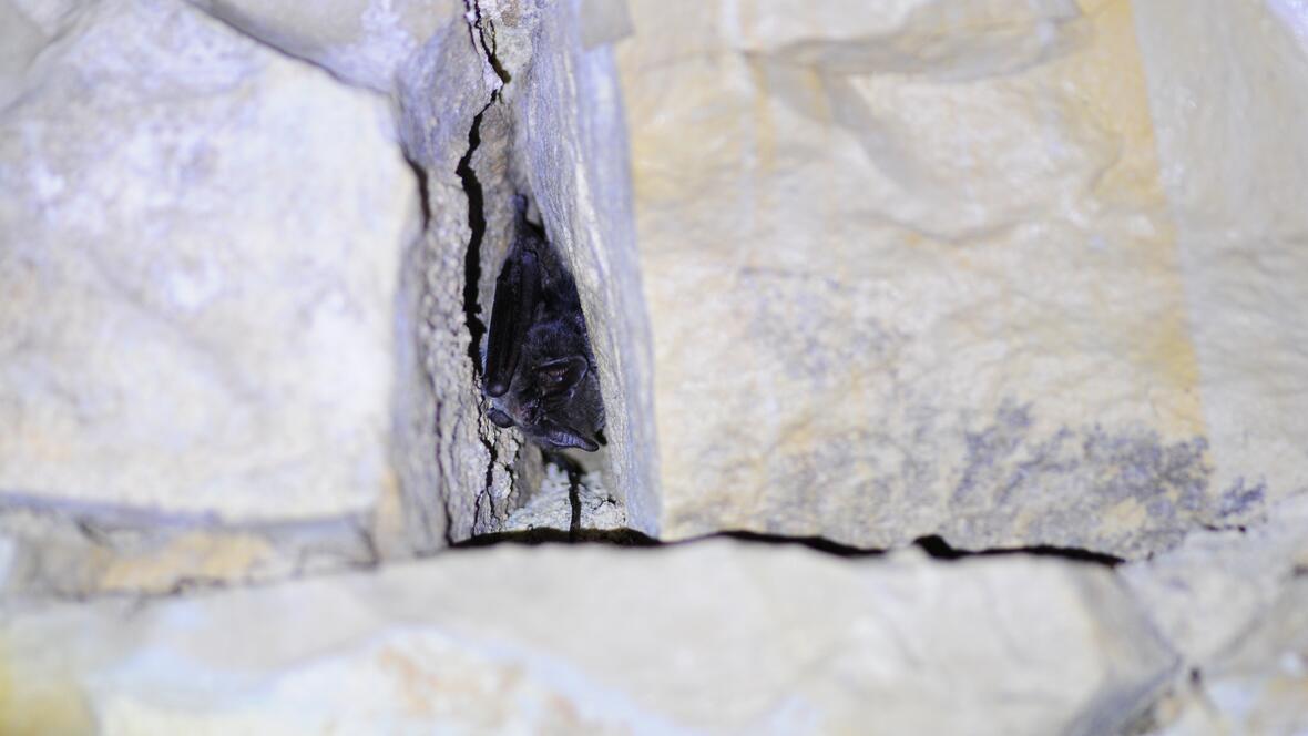 20250219_mopsfledermaus_bildquelle_peter-4