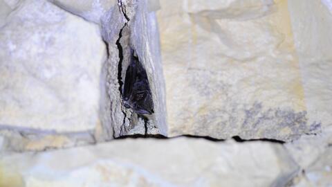 20250219_mopsfledermaus_bildquelle_peter-4