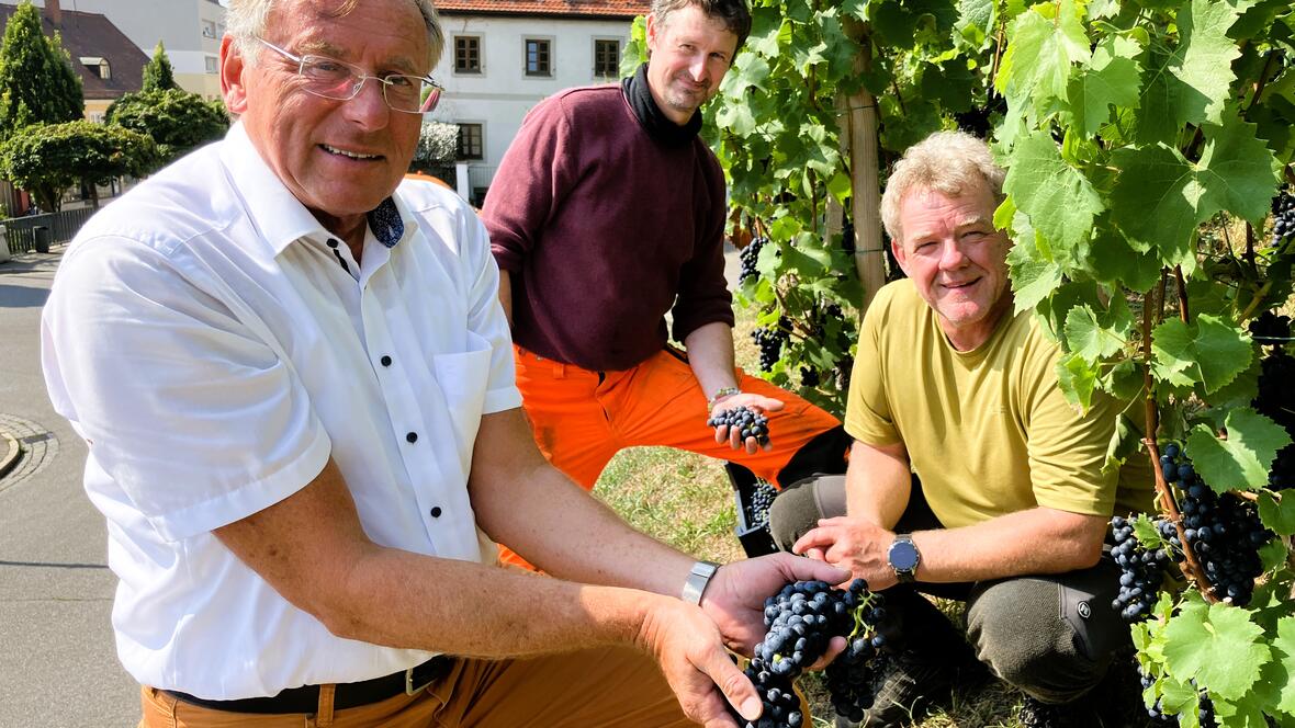 weinlese-2025