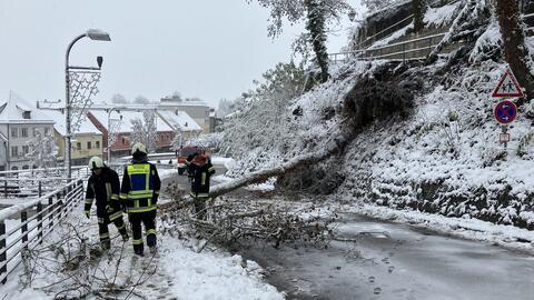 baum-schneelast-stadtberg-2-dezember-2023