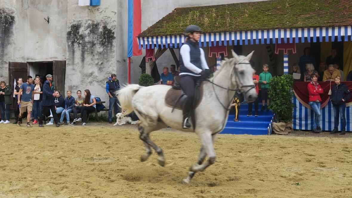 schimmel-im-galopp
