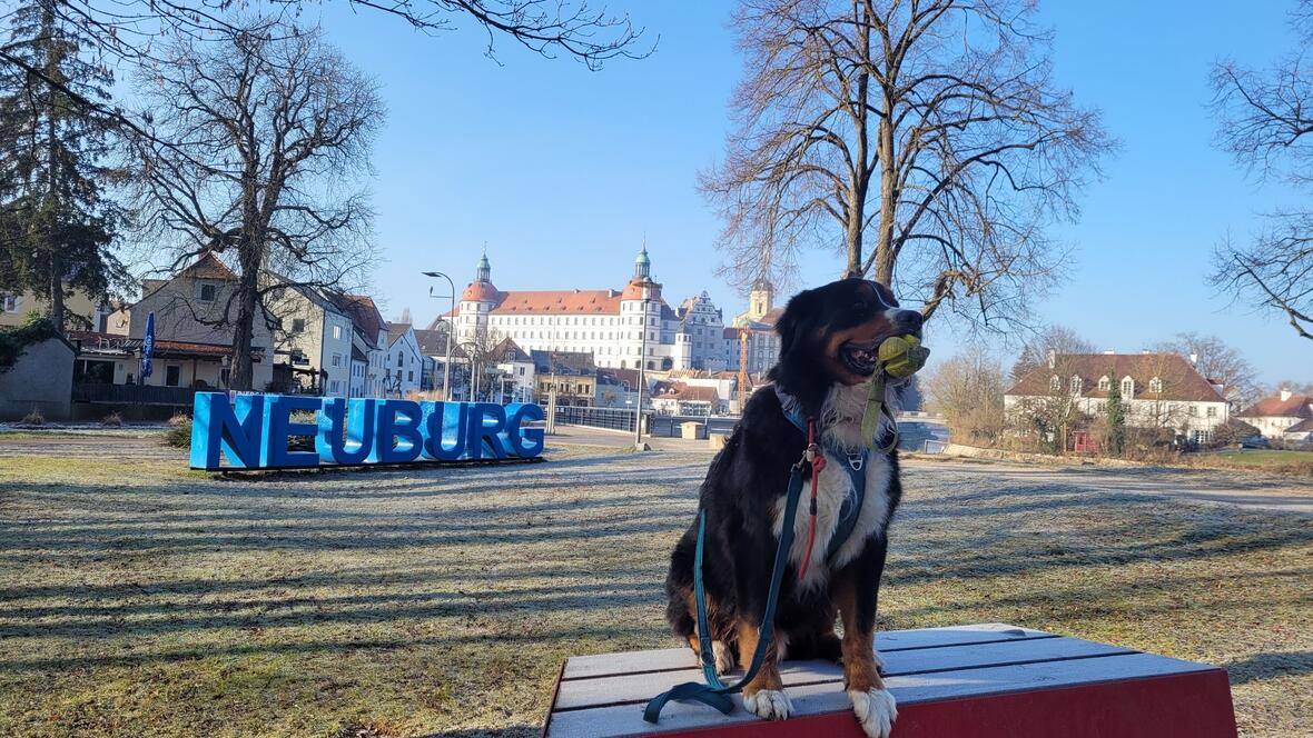 Gassi gehen mit Neelix