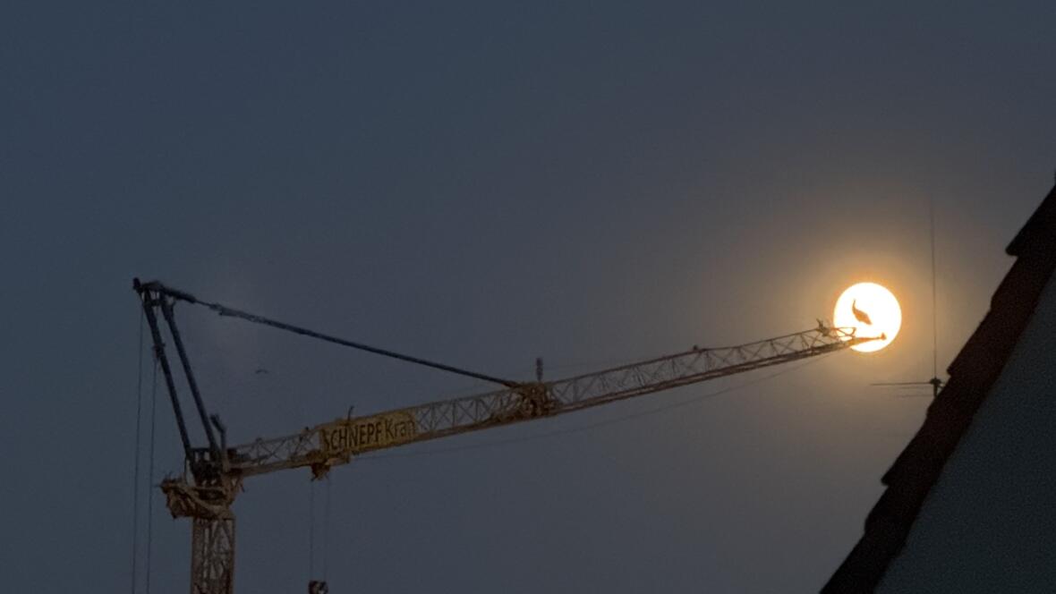 Storch im Mond