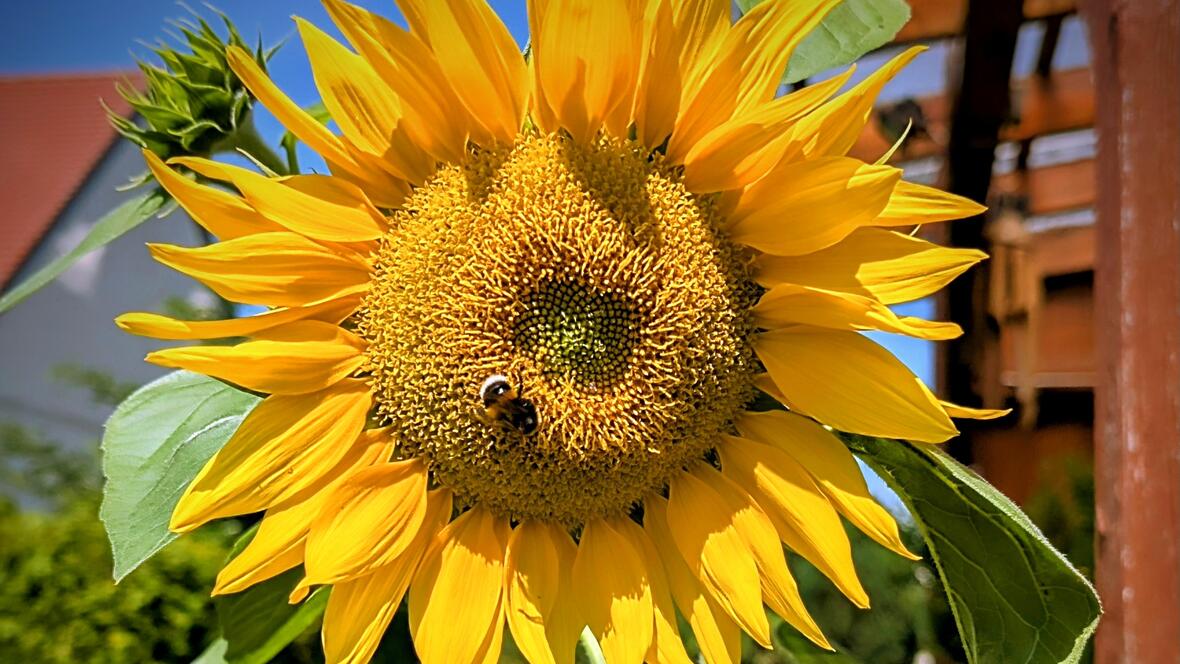 Altweibersommer
