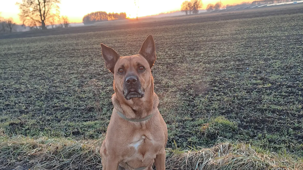 Abendspaziergang mit der HundedameJanis zwischen Karlshuld und Brunnen