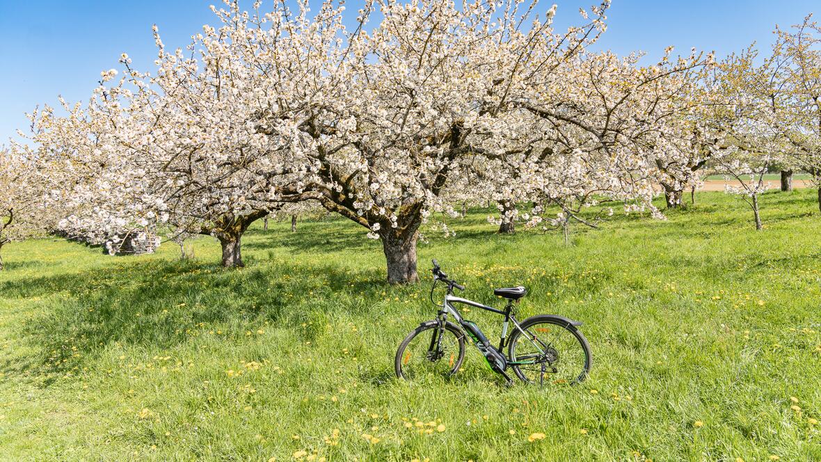kleine Radtour zur Kirschblüte