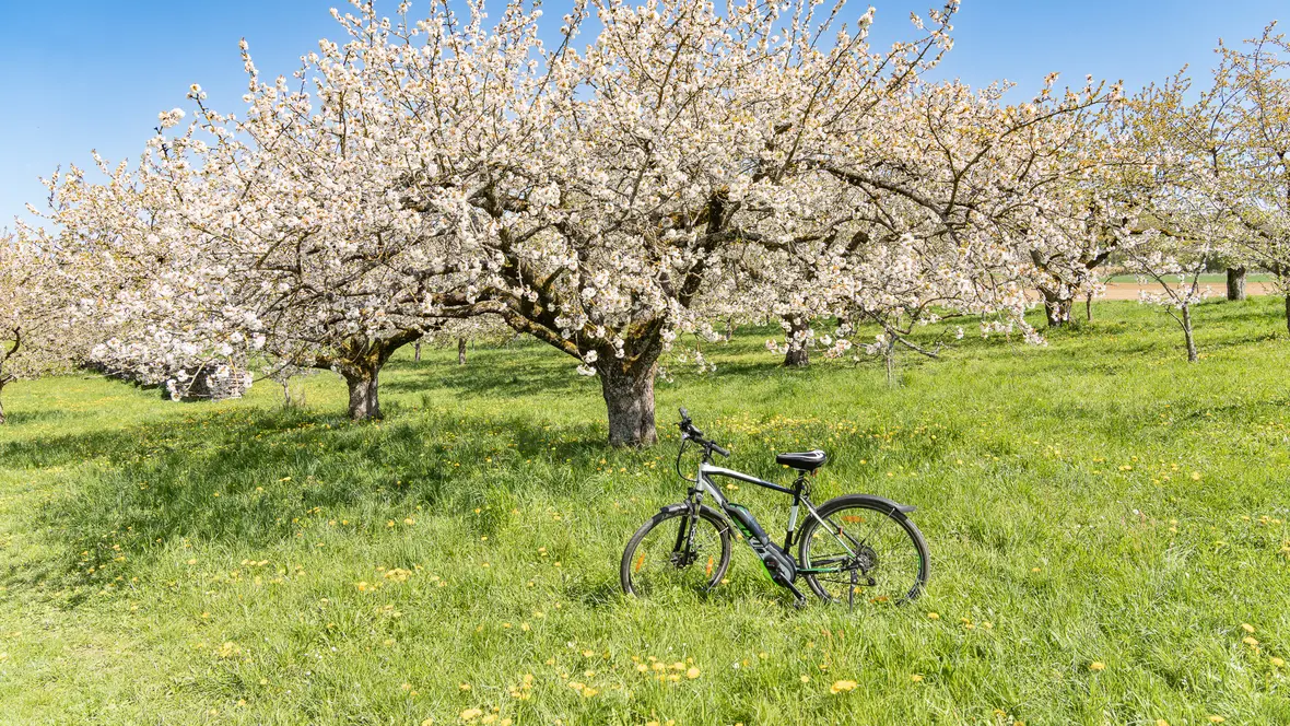 kleine Radtour zur Kirschblüte