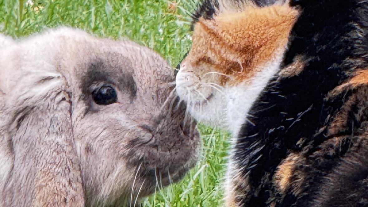 Die Katze und das Kaninchen sind unzertrennlich