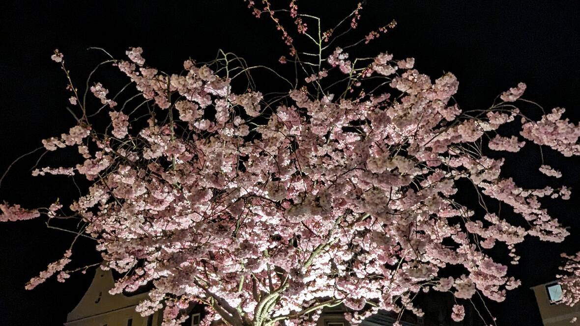 Baum mit rosa Blüten vor dem Neuwirt