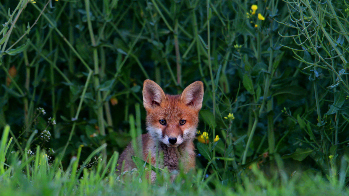 210628-leserfoto-aktion-neuburg-com-fuchs