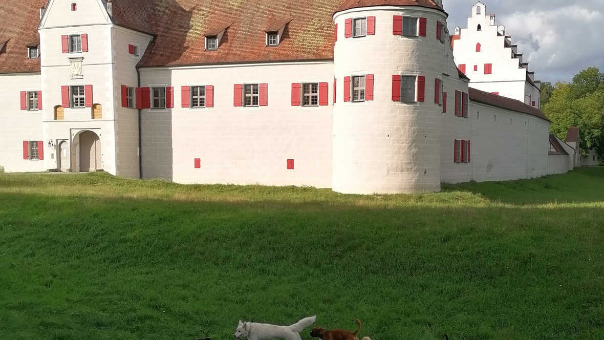 210906-leserfoto-aktion-neuburg-com-schloss-gruenau-mit-hunden