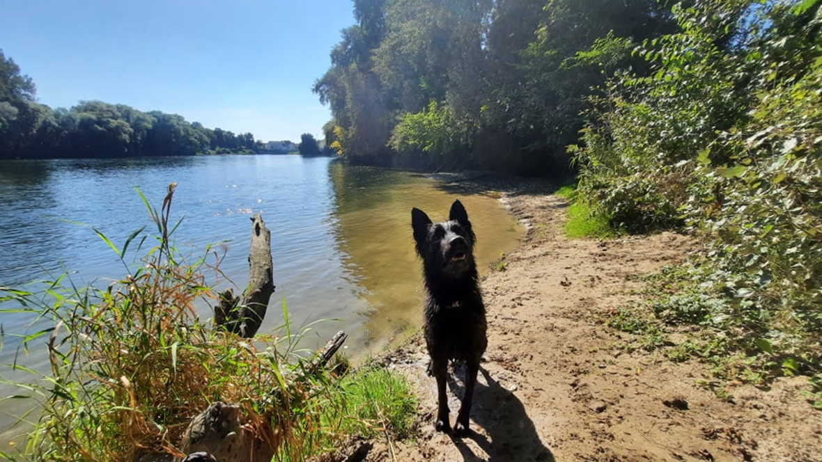 211007-leserfoto-aktion-neuburg-com-hund-vor-der-donau