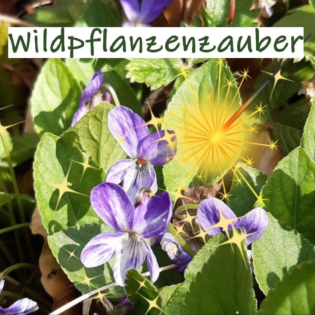 2025-01-10_22-33-15-logo_wildpflanzenzauber