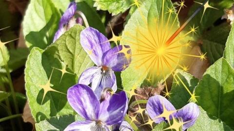 2026-01-14_20-58-06-logo_neuburg_puls