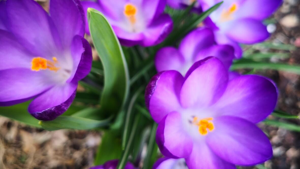 Frühjahrsblüher lila Krokusse