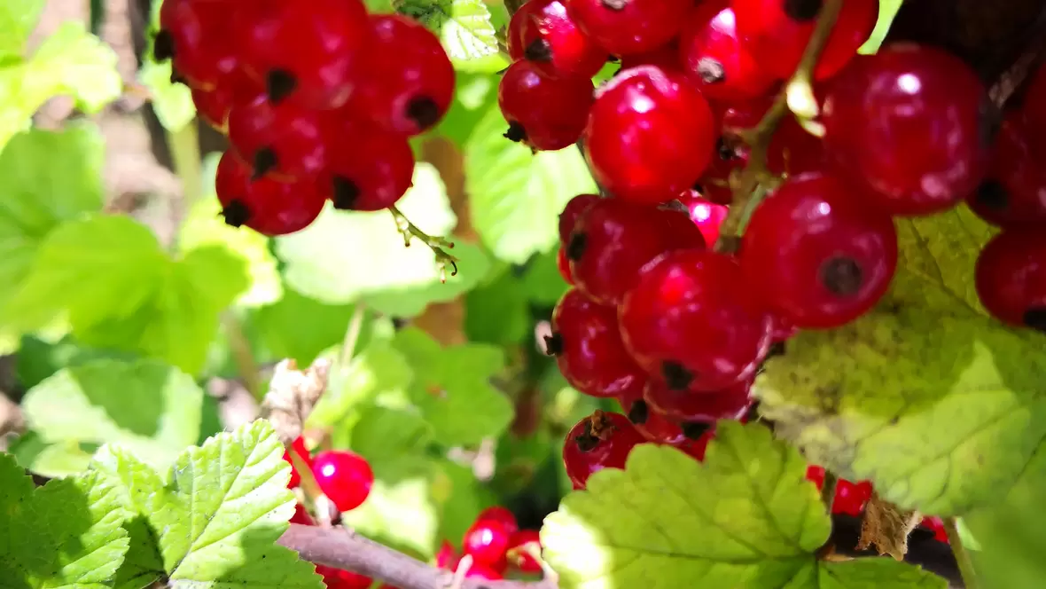Johannisbeeren am Strauch