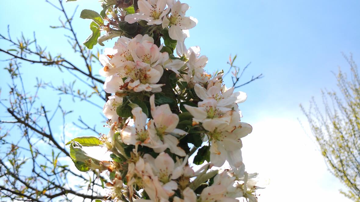 Säulen-Apfelbaum während der Blütezeit (ideal für kleine Gärten)