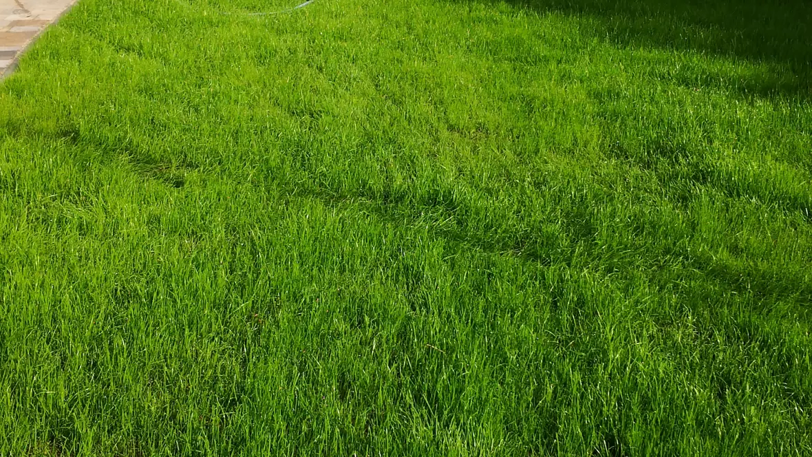 Gartenumgestaltung (Wege, Trittplatten, Rasenansaat, Bepflanzung)