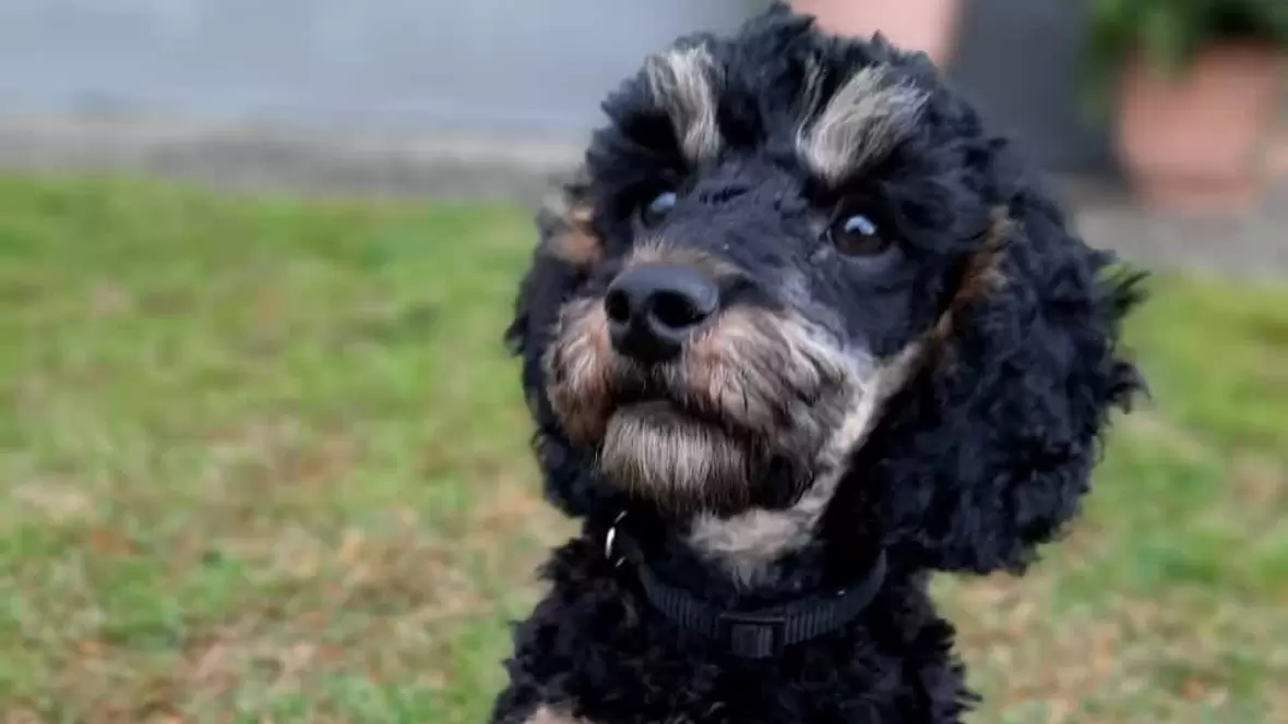 Gespannter black-tan Pudel