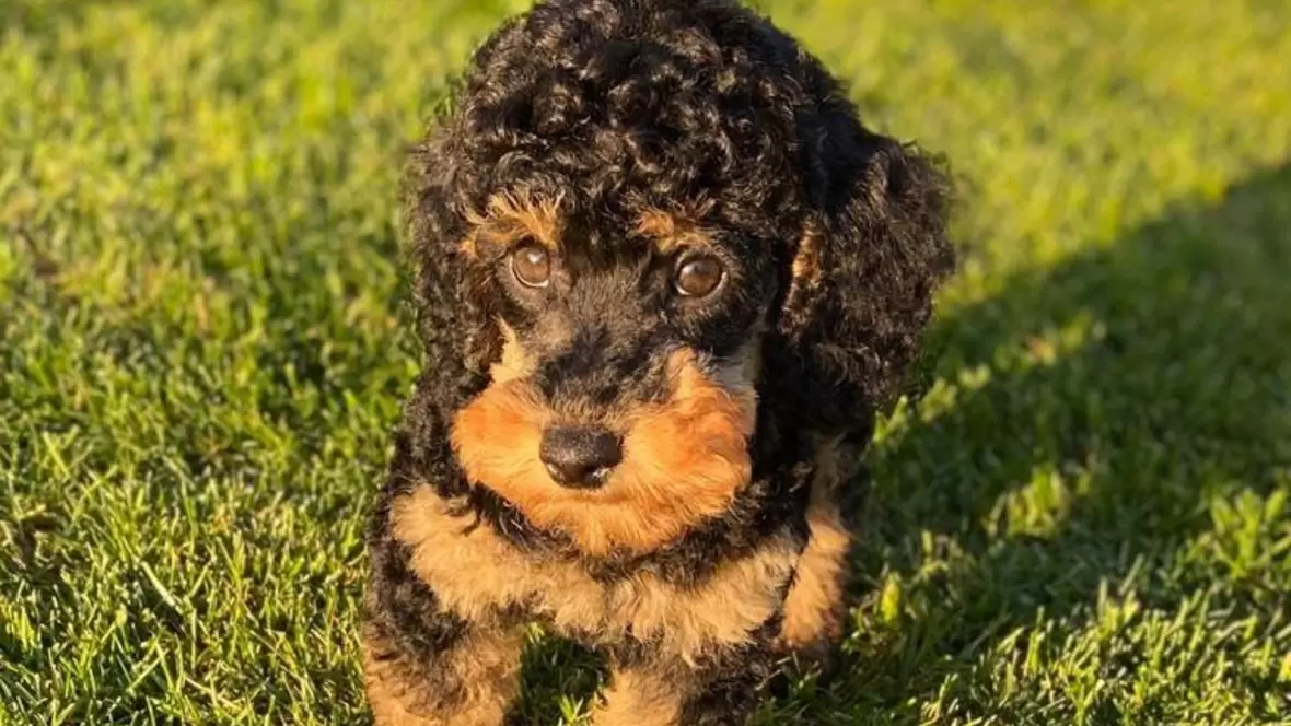 Black-tan Welpe