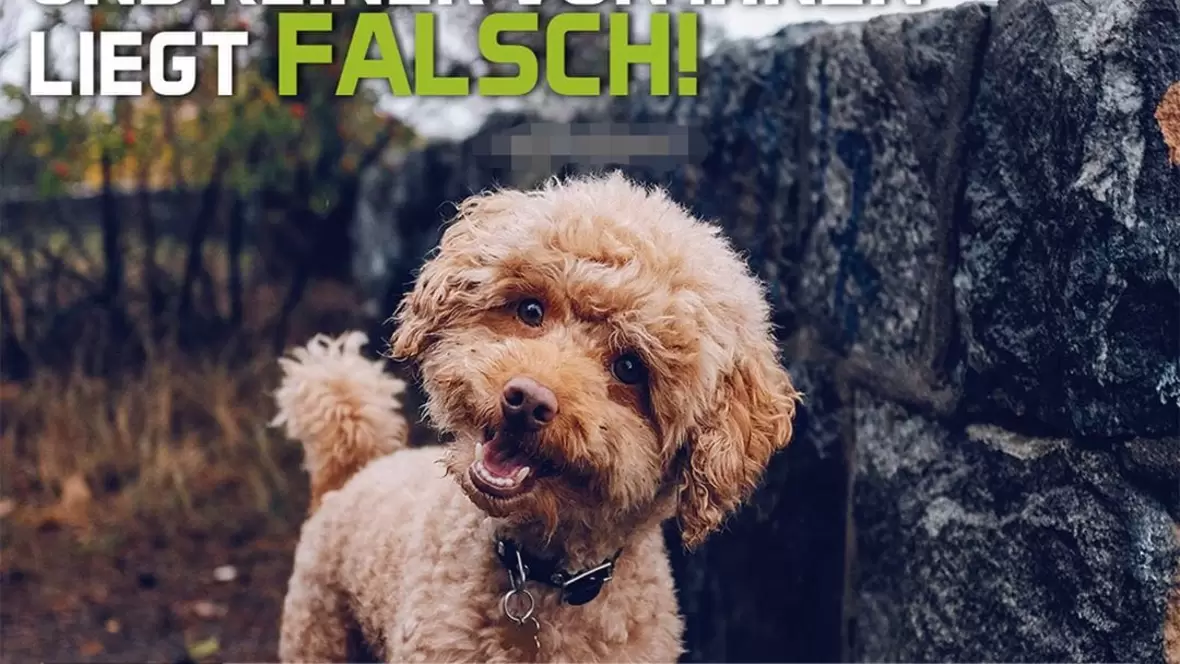 Jeder denkt, er habe den Besten Hund... Und keiner von Ihnen liegt falsch. Hundesalon Siebert