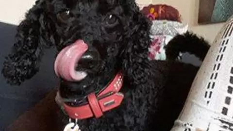 Hmmm... Das Hundefutter war wirklich lecker!