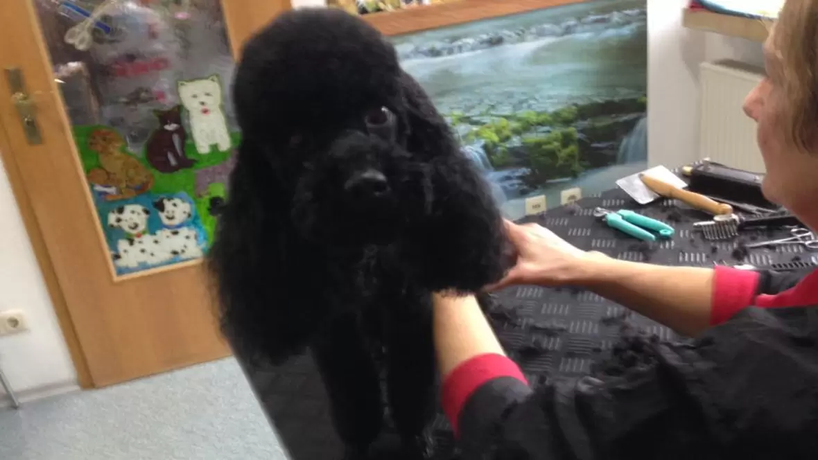 Die Emma holt sich eine neue Frisur im Hundesalon Siebert ab. -Schick oder?