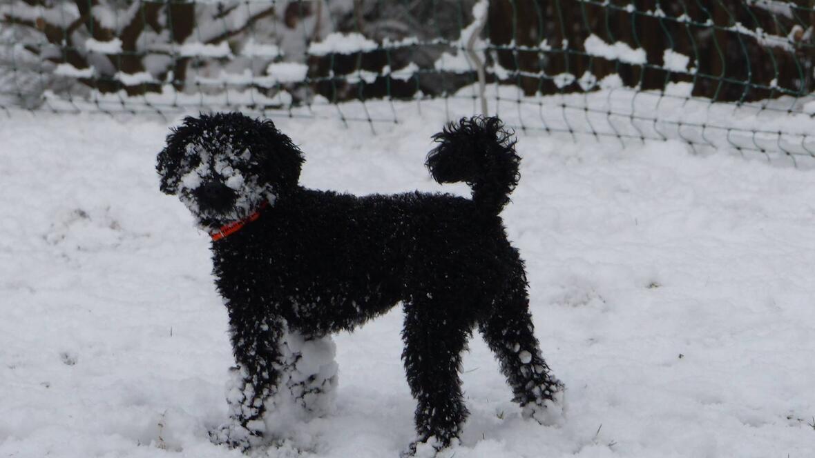 Schwarzer Pudel am herumtoben im Schnee. Ach wie schön ist das Hundeleben! -Kundeneinsendung