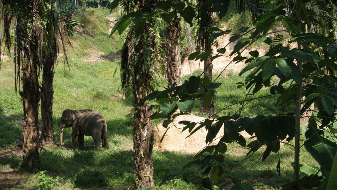 junger-elefant-im-schatten-unter-palmen